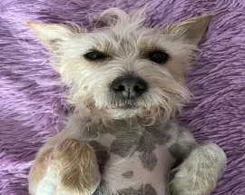 Fonzi, Wag Brigade Member