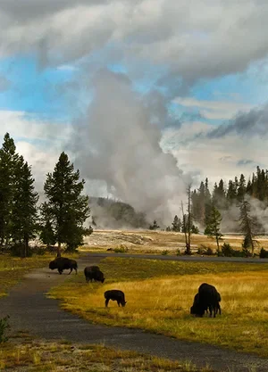 Buffaloes grazing Yellowstone National Park, Wyoming